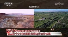 决和沙海｜养螃蟹、种桑缫丝……塔克拉玛干戈
