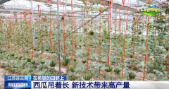 良种、良法、良机护航夏粮丰收 居平易近“菜篮
